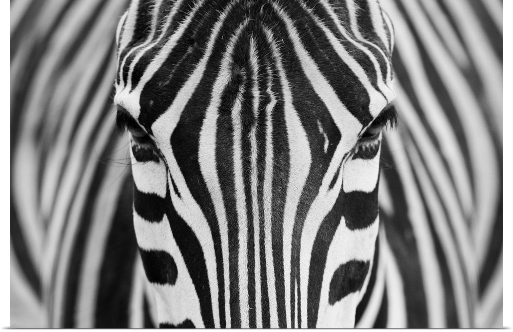 Portrait of a zebra staring straight ahead.