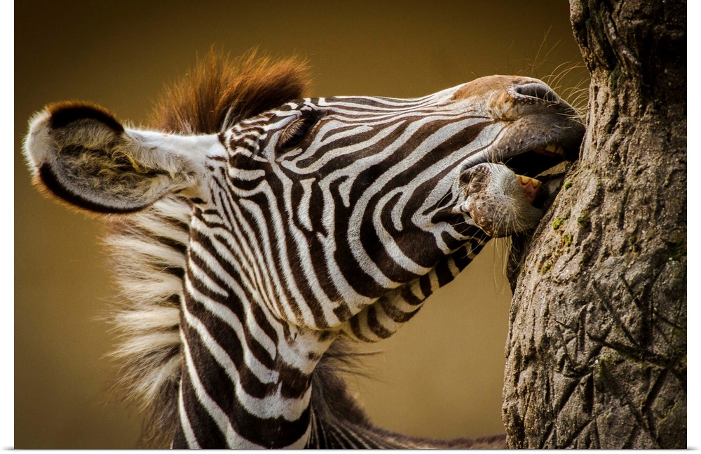 A young zebra gnawing at tree bark in the African Savannah.