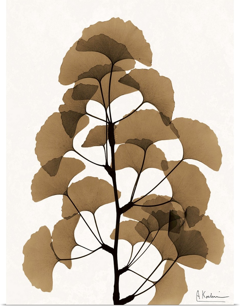 Contemporary x-ray photograph of ginko leaves.