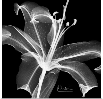 Asiatic Lily x-ray floral photograph