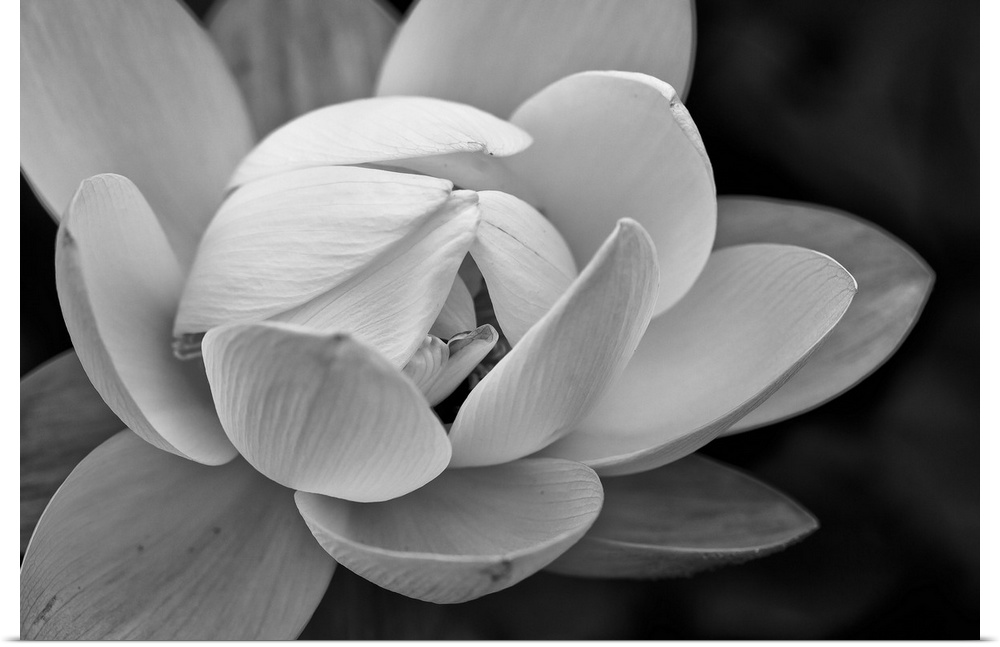 Black and white macro photograph of a blooming flower, with strong focus on the flower.