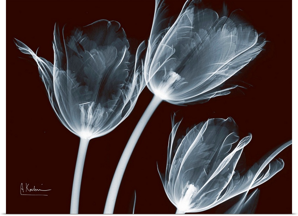 X-Ray photograph of three flowers against a dark background.