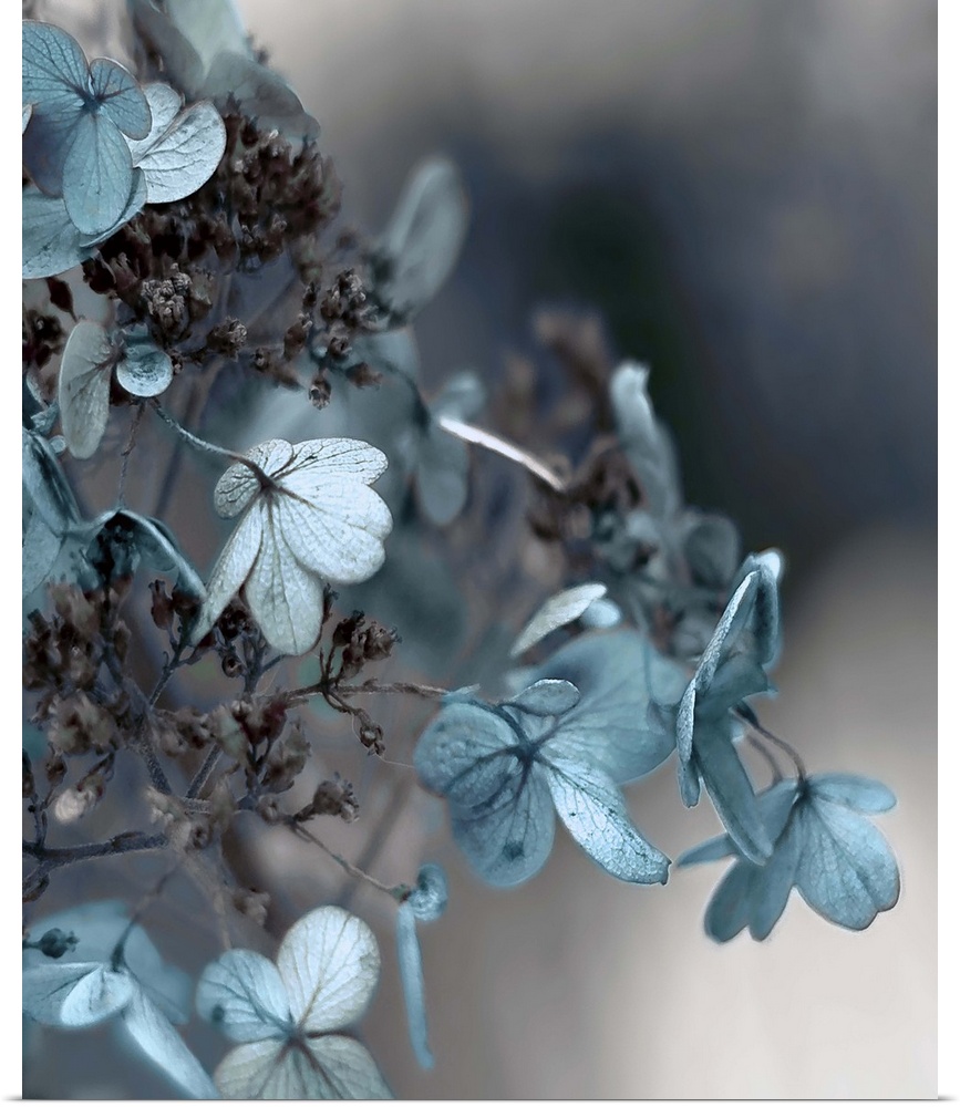 Close up photo of blue hydrangea flowers against a dark grey background.