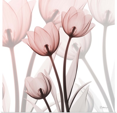 Blush Luster Tulips