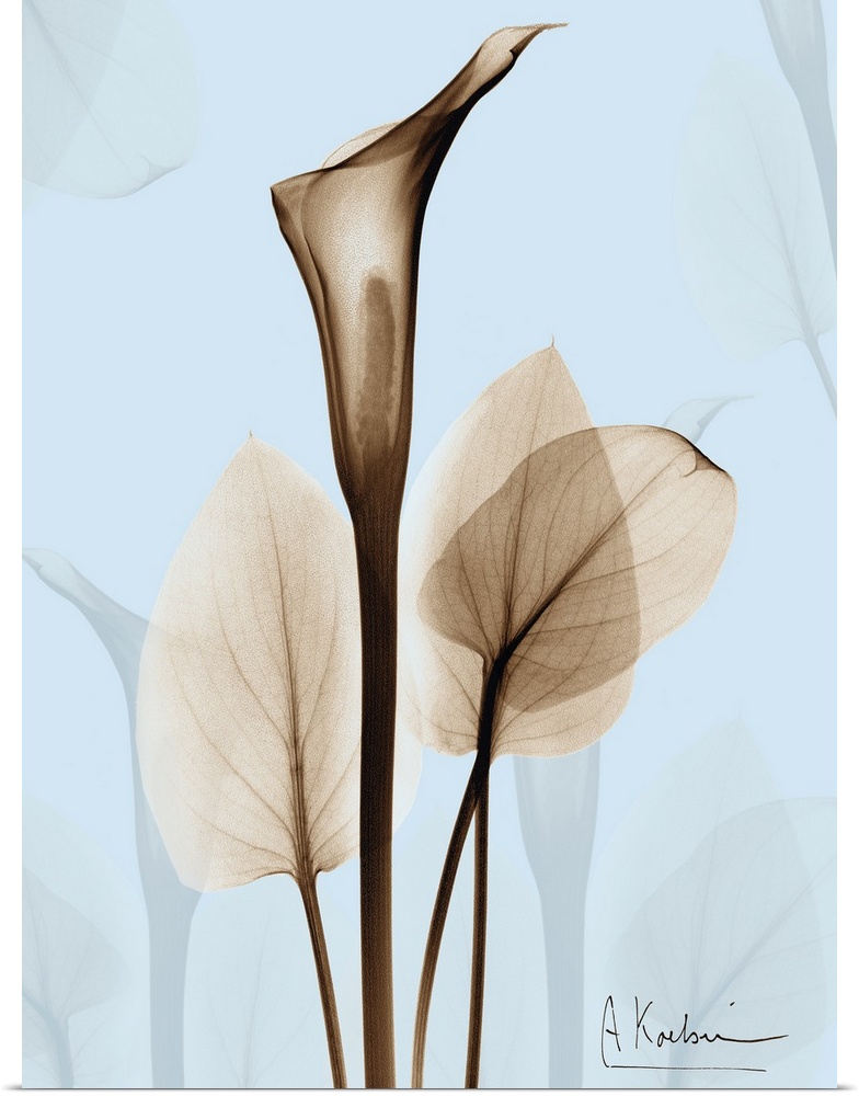 Large, vertical x-ray photograph of a calla lily and several leaves, on a light background with the photographers signatur...