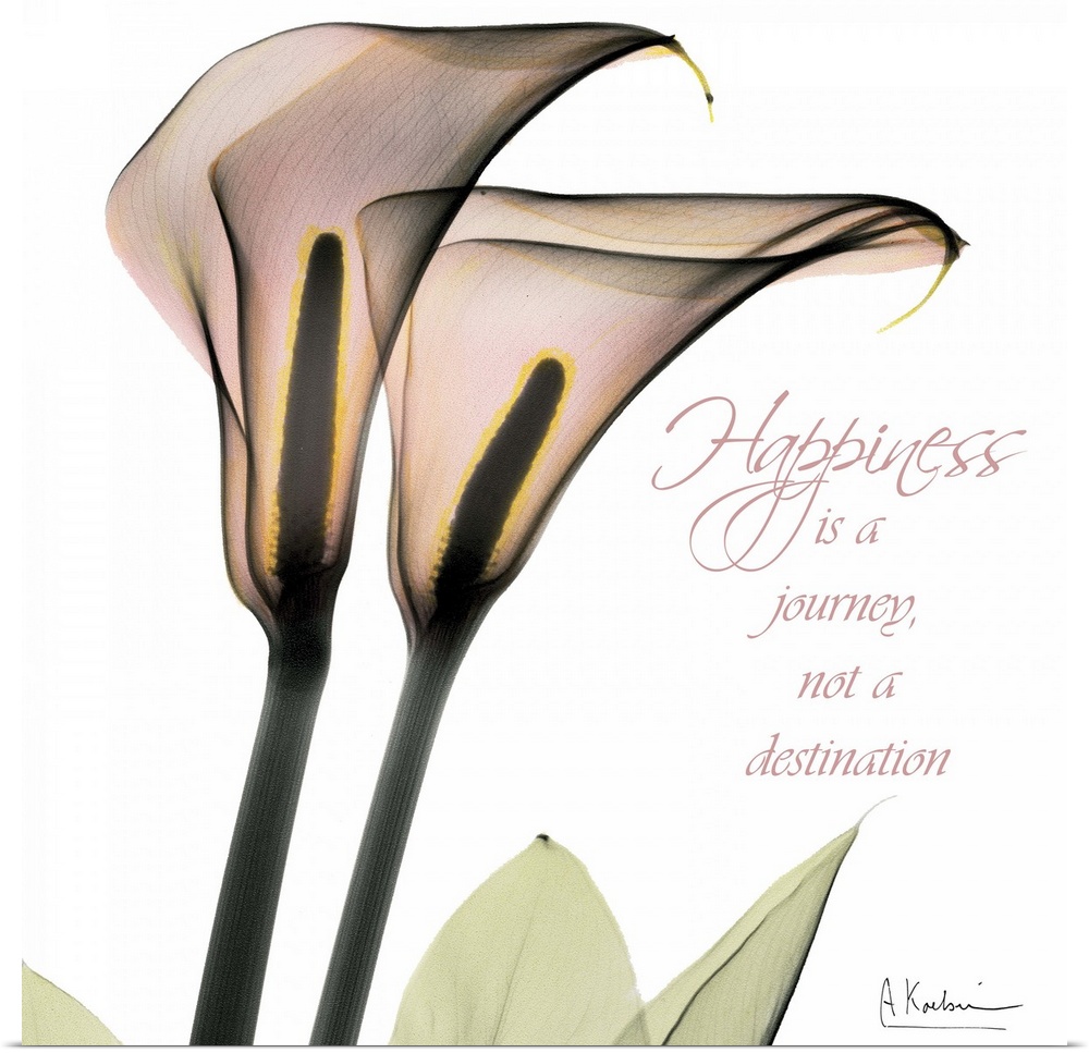 Callas Happiness x-ray photography