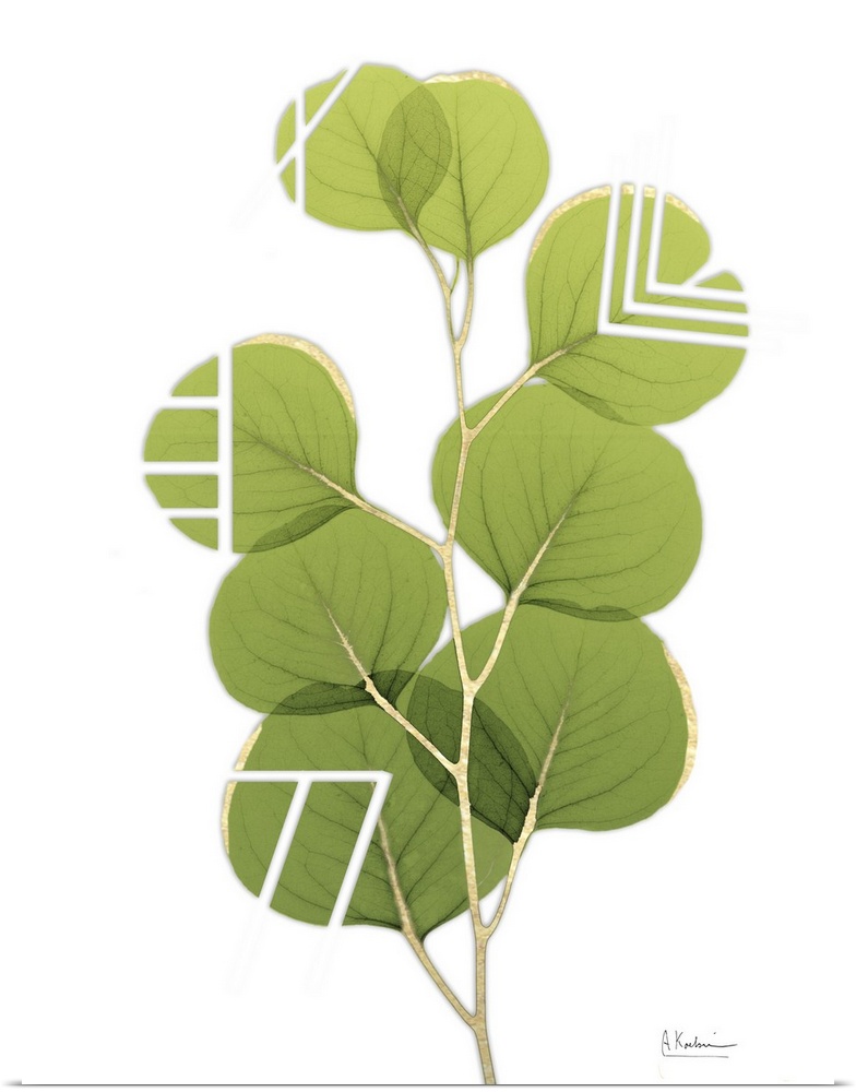 Green, rounded leaves with white striped designs.