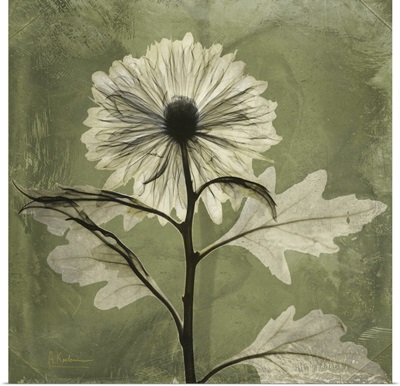 Chrysanthemum x-ray photography