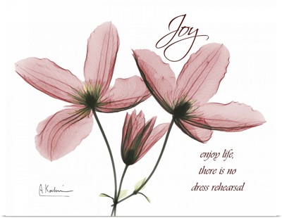 Clematis Joy x-ray photography