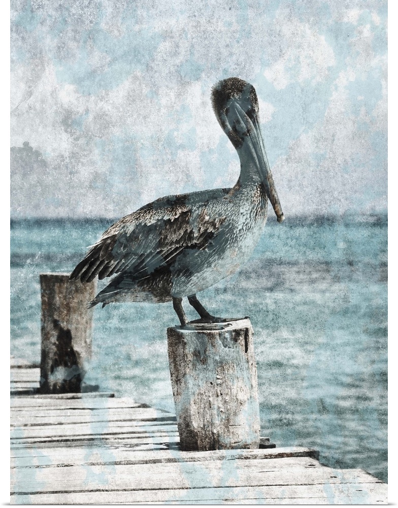 Black and white photograph of a pelican standing on a dock with light blue tones painted on top.