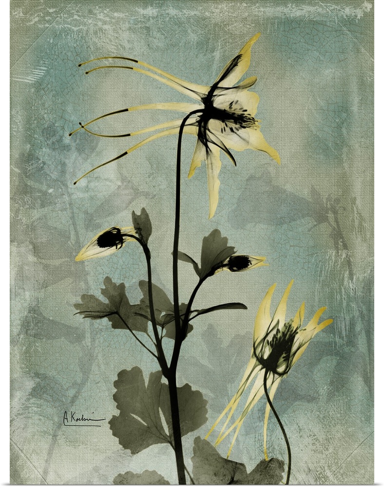 Vertical x-ray photograph of columbine flowers. Against a cool tone background.