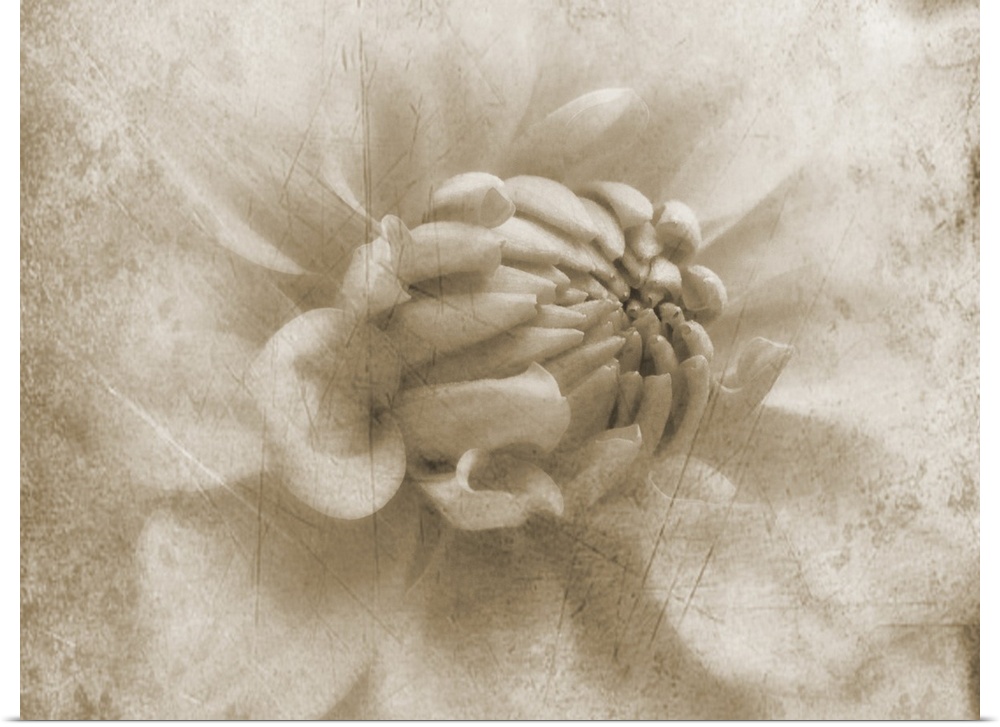A macro photograph of a weathered grungy looking dahlia flower.