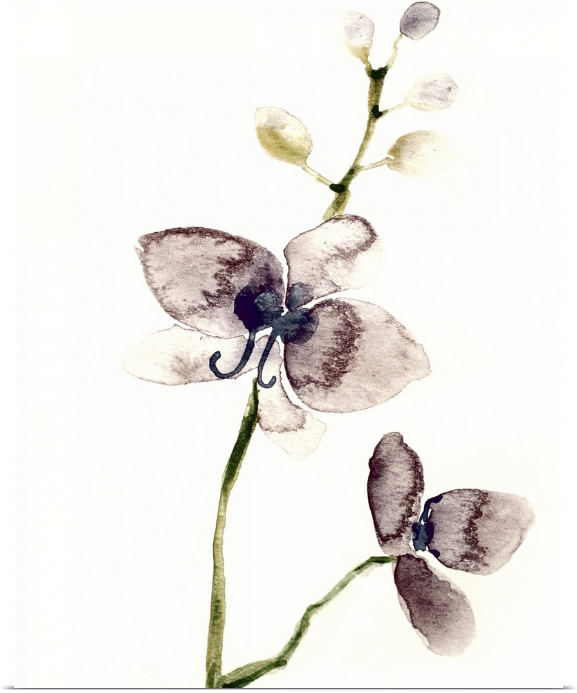 Vertical watercolor painting of a two dark purple orchids on a solid cream colored background.