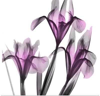 Dazzling Iris