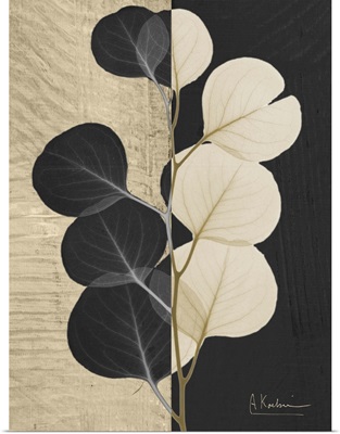Eucalyptus Leaf X-Ray Photograph