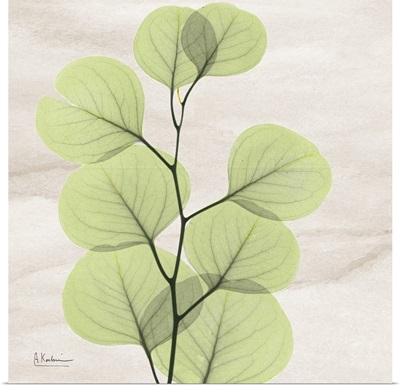Eucalyptus Leaf X-Ray Photography - color