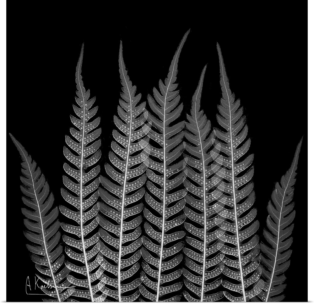 Internal opaque photograph of plant leaves.