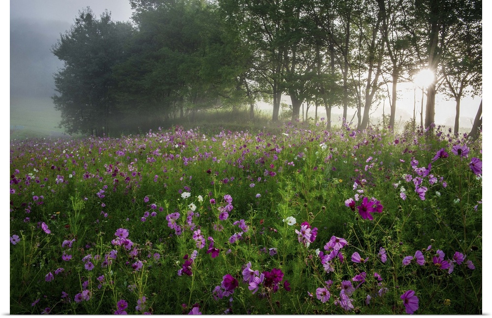 Fine art photo of a field of pink flowers with morning sunlight shining through the trees.