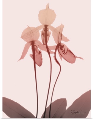 Furiosa Orchid