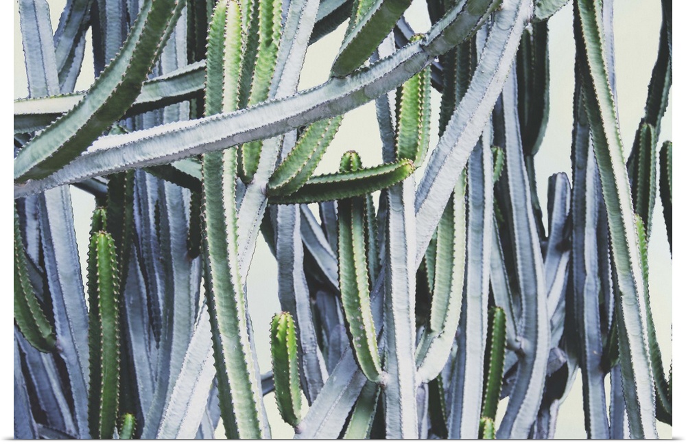 Abstract image of several cactus plants with long branches intertwining.