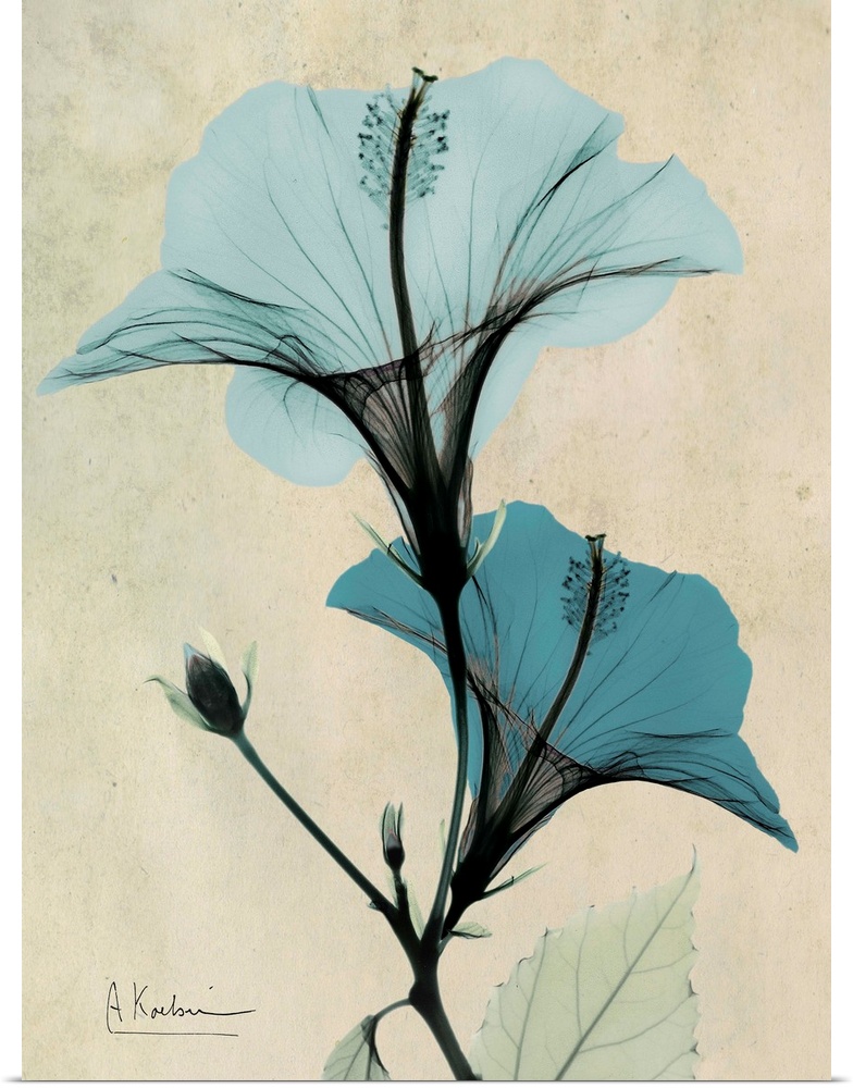 Vertical x-ray photograph of two hibiscus flowers against a faded earth toned background.