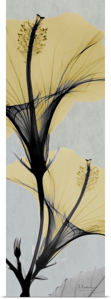 Vertical x-ray photograph of two hibiscus flowers on a cool toned background.