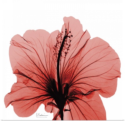 Hibiscus x-ray photography