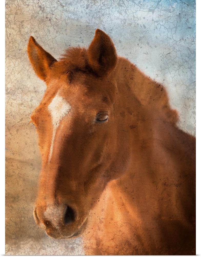 Portrait of a brown horse with a star on its forehead.