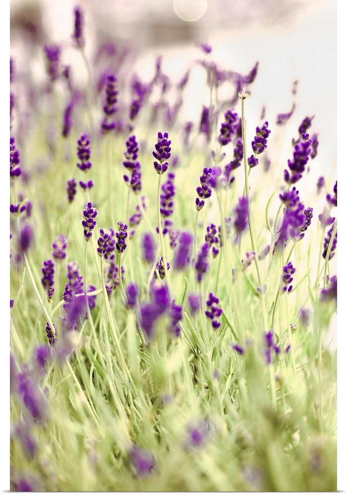 Fine art photo of a field of lavender flowers.