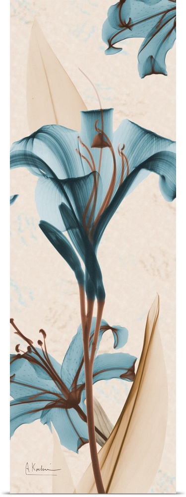 Vertical x-ray photograph of lilies on an earth toned background.