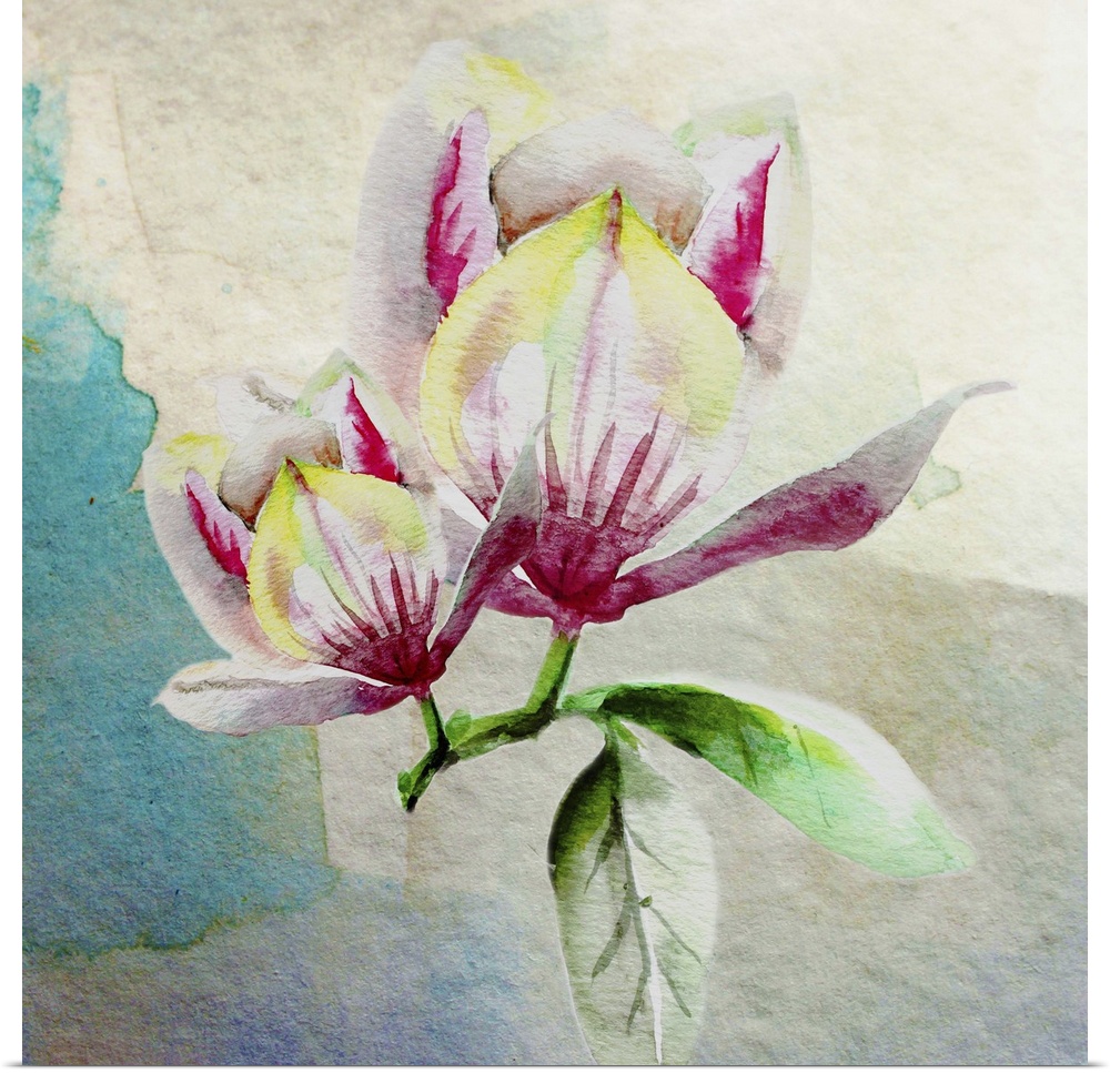 Square watercolor painting of a two magnolia flowers in shades of pink, yellow, white, and green on an abstract background.