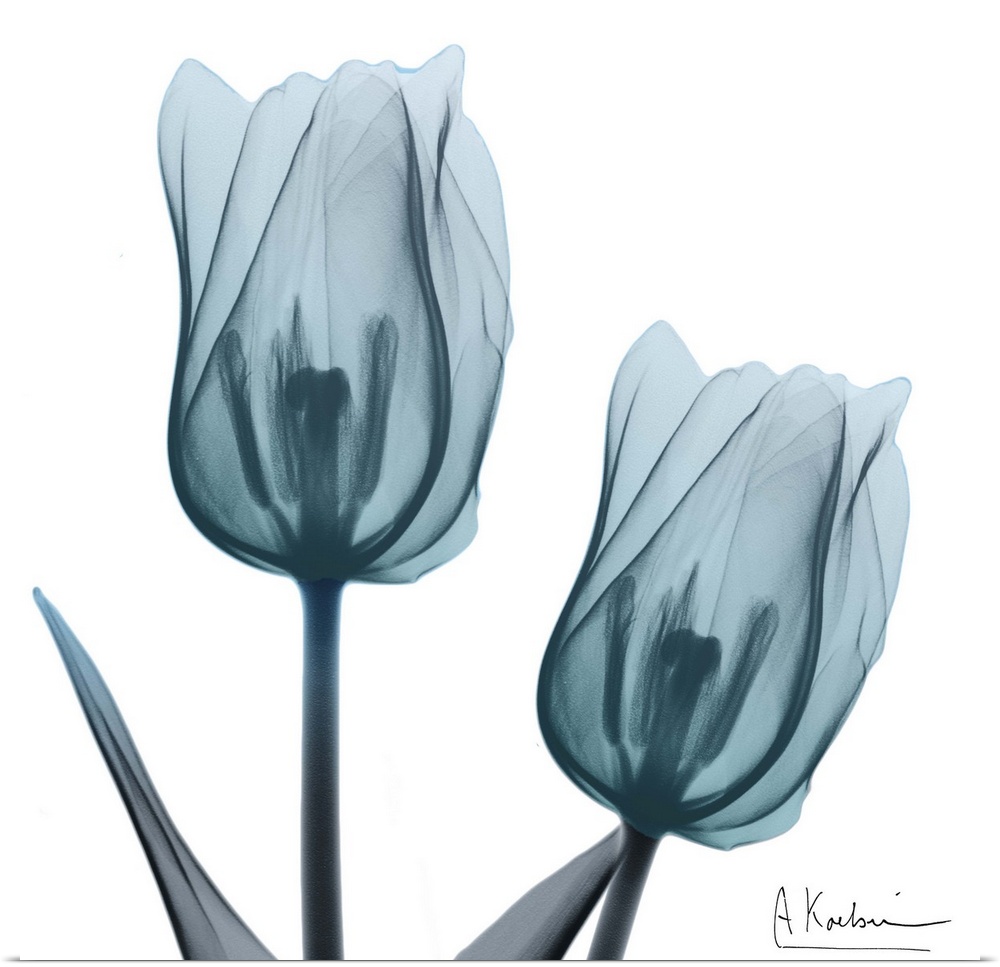 Contemporary x-ray photography of tulips in blue tones.