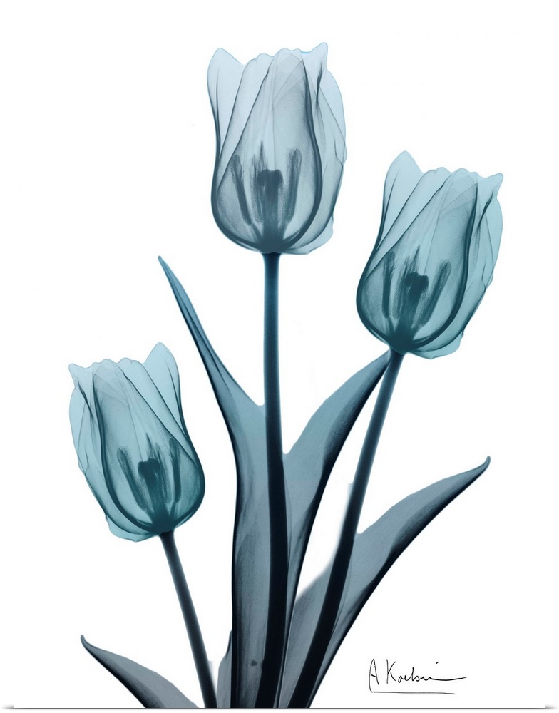 Contemporary x-ray photograph of tulip flowers.
