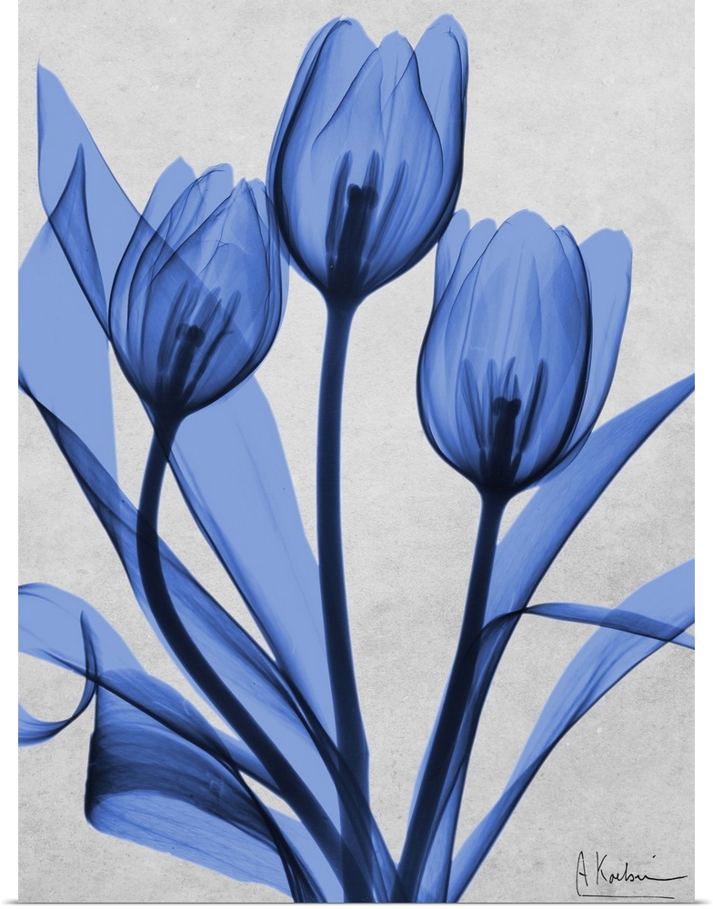An x-ray photograph of blue tulips against a neutral background.