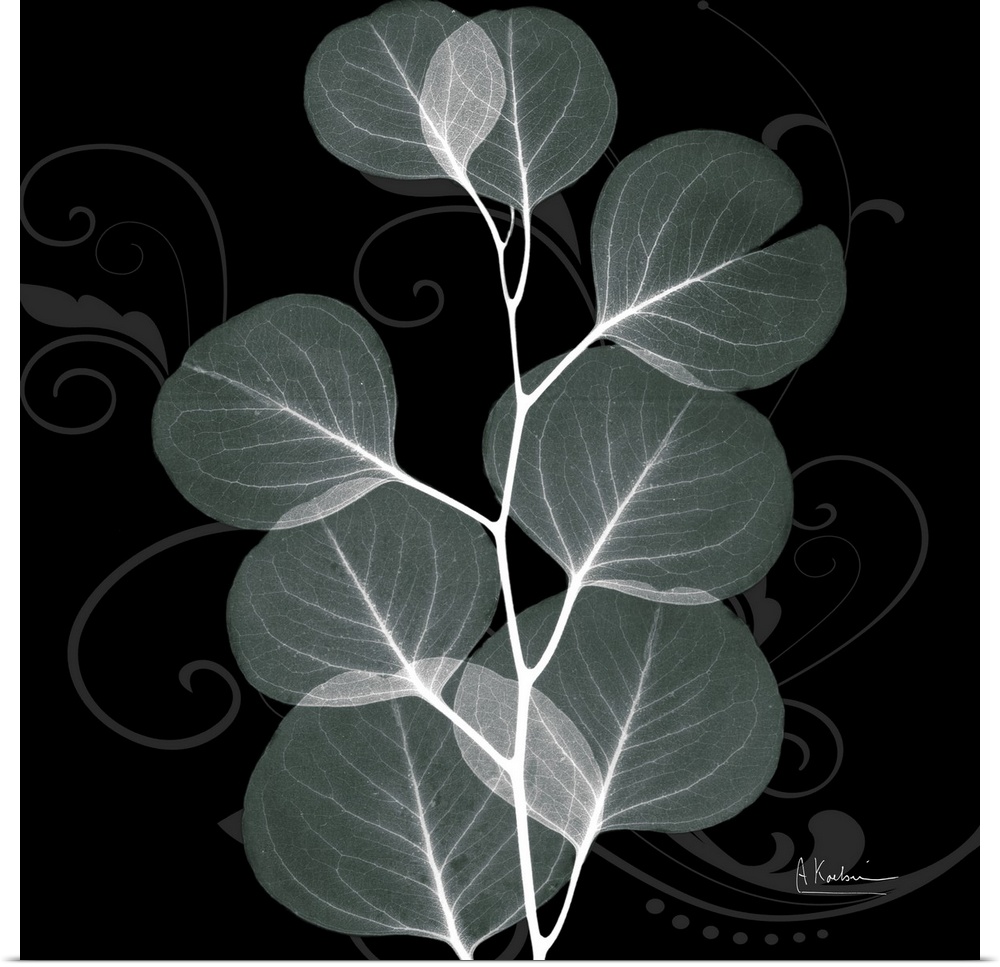 An x-ray of mint eucalyptus leaves on a black and grey designed background.