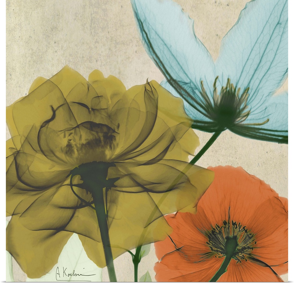 X-Ray photography of garden flowers in soft tones.
