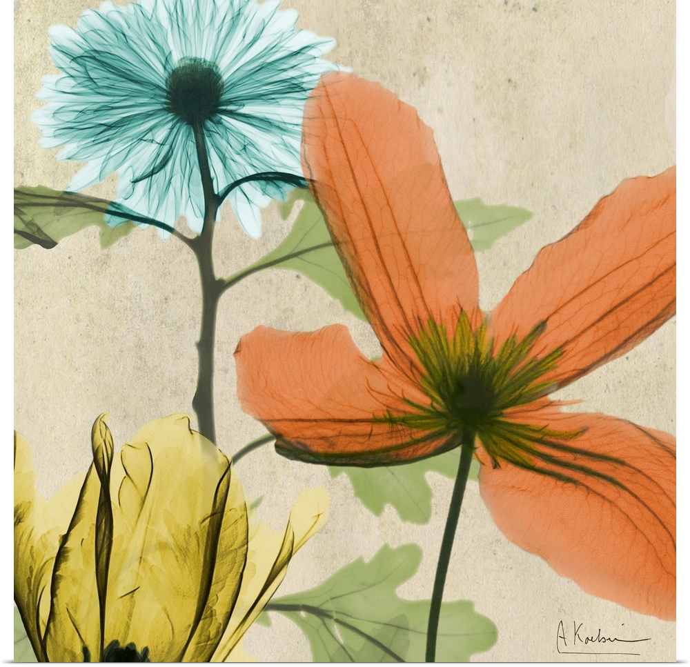 X-Ray photography of garden flowers in soft tones.