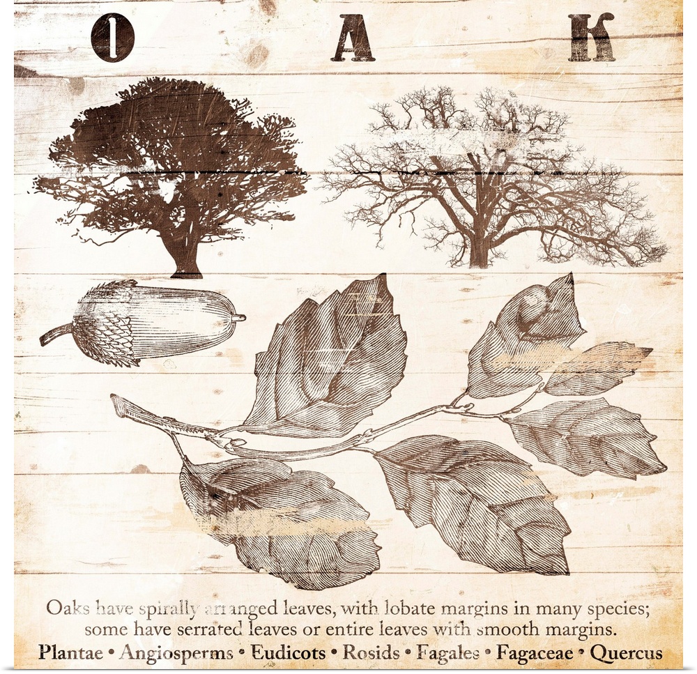 Cabin home decor of oak tree details in a scientific illustration style.