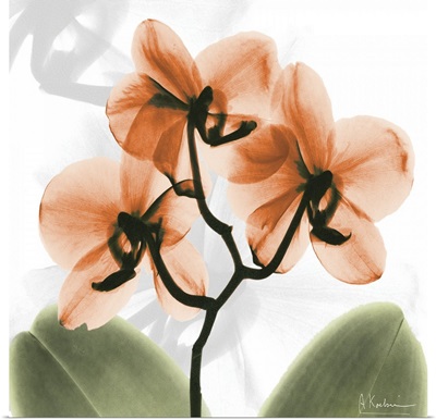 Orange Orchid x-ray photography