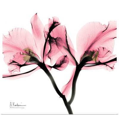 Orchid Love II x-ray photography