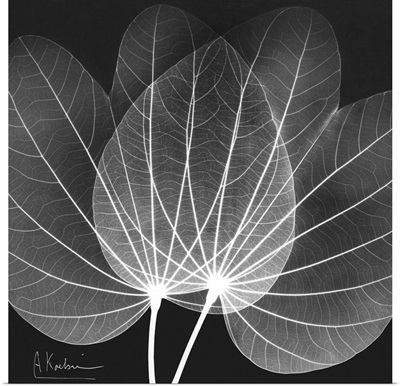 Orchid Tree x-ray photography