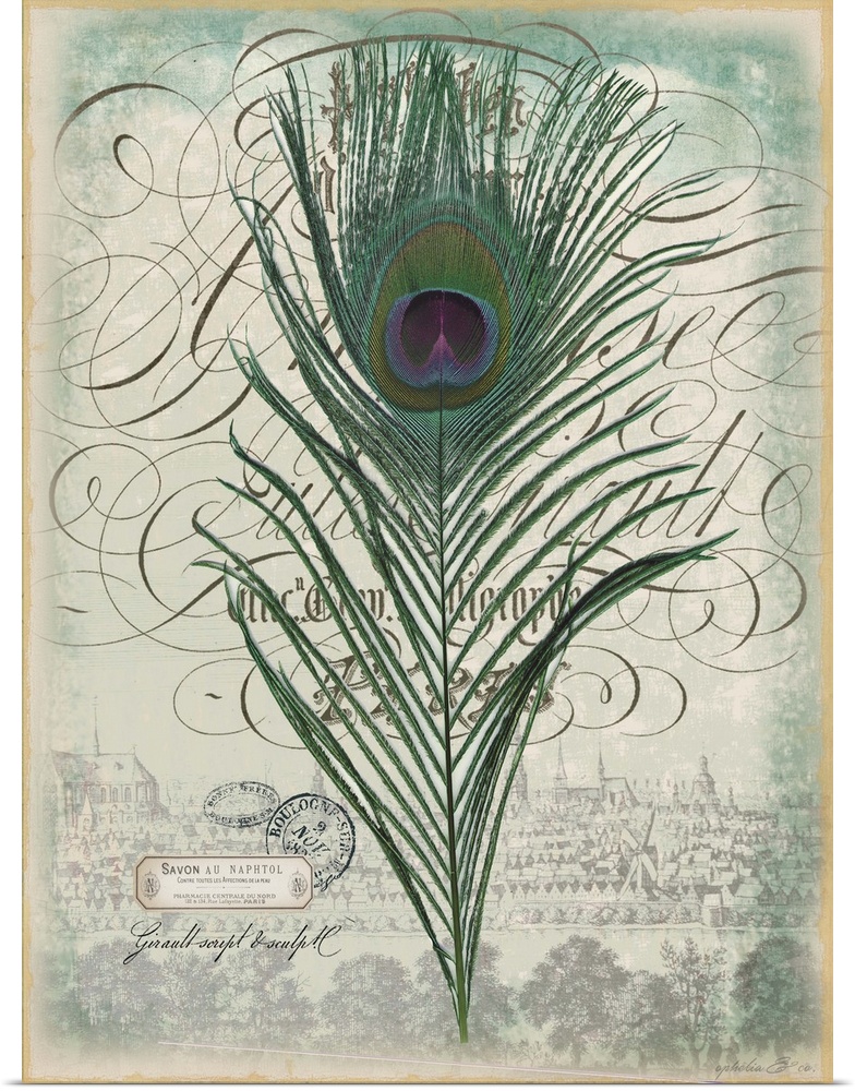 Illustration of a peacock tail feather on a page from a vintage book.