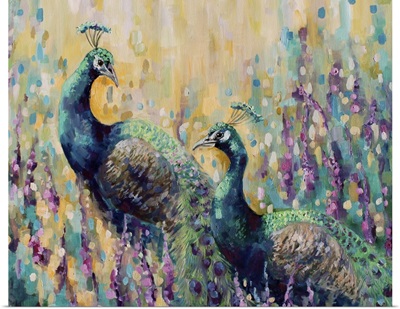 Peacocks In The Field