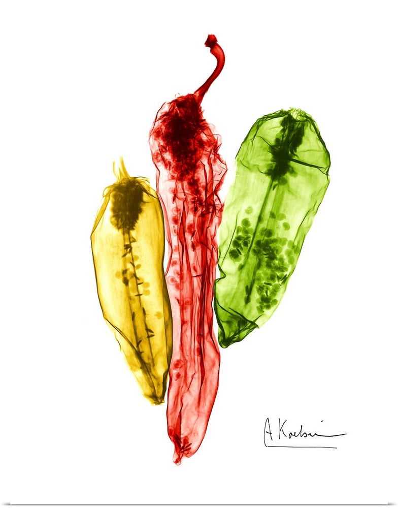 An x-ray photograph of three colorful chili peppers against a white background.