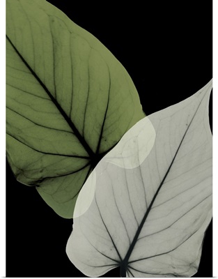 Philodendron Embrace 1
