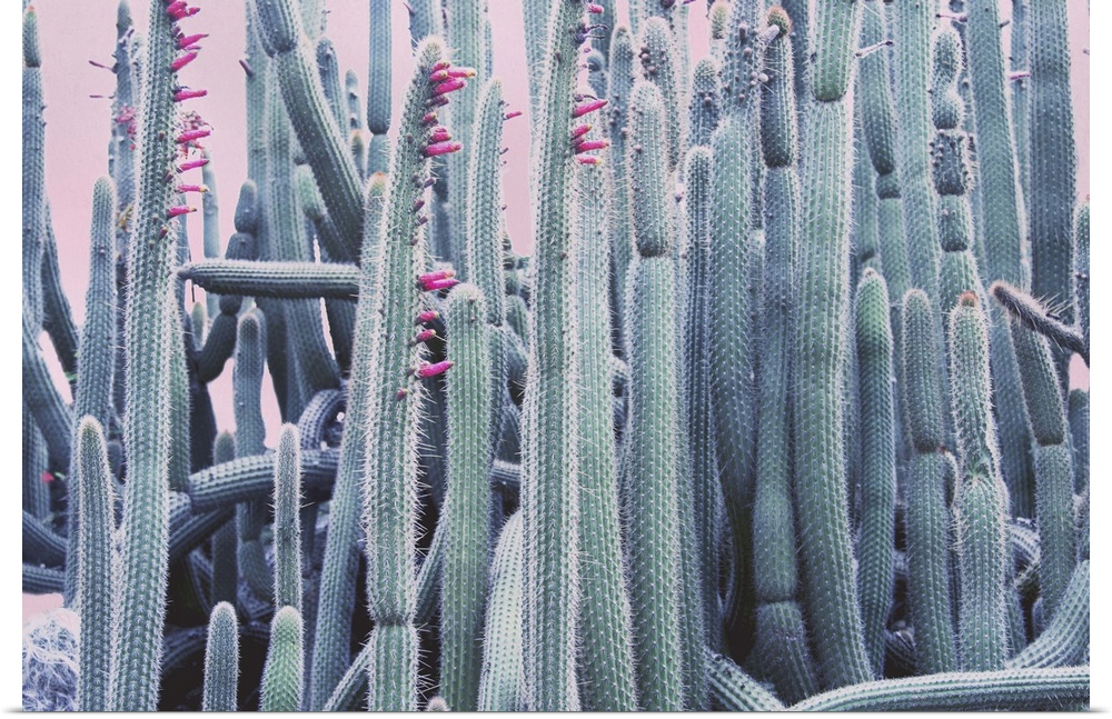 A group of tall cactus plants with small pink flowers blooming at their tops.