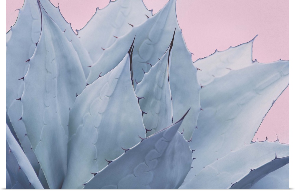 Close up photo of the pointed leaves of a succulent plant.