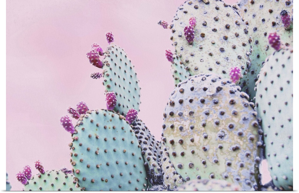 Close up image of a cactus plant with pink flowers on its edges.