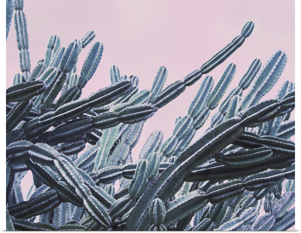 Long, intertwining branches of cacti against a pale sky.