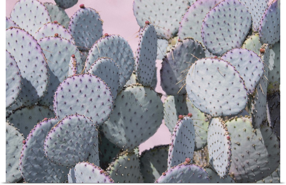 Round cactus plants covered in spines with small pink flowers on the edges.